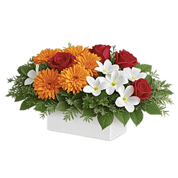 Petal Radiance Bliss