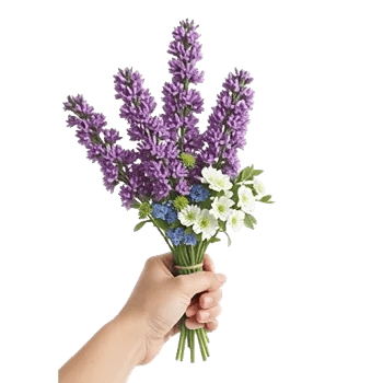 Lavender Bloom Grace
