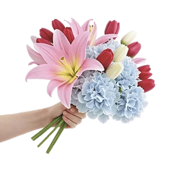 Blossom Harmony Display