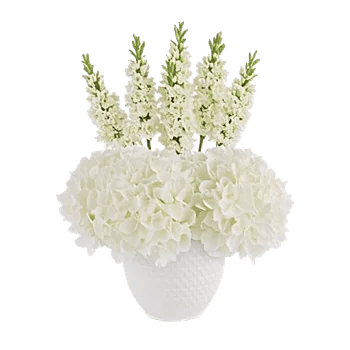 Ivory Blossom Radiance