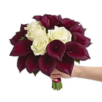 Elegant Calla Lilies