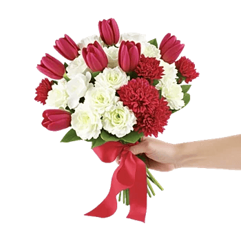 Scarlet Tulip Splendor