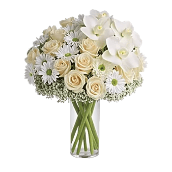 Ivory Blossom Radiance