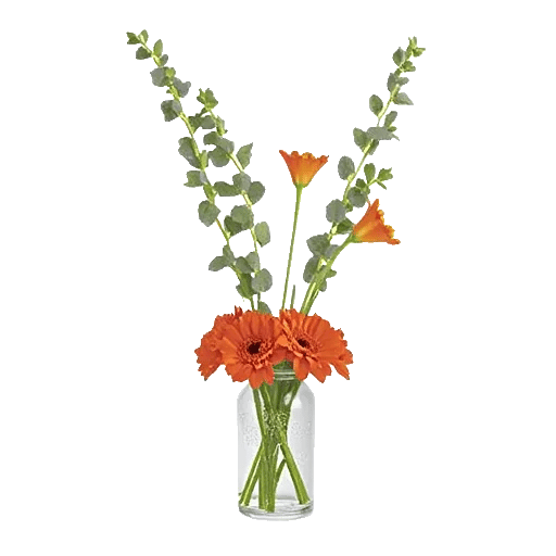 Petal Radiance Bliss