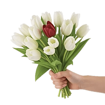 Scarlet Tulip Splendor