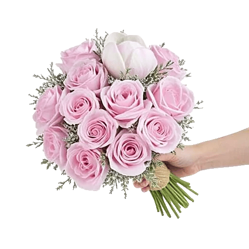 Pastel Pink Roses
