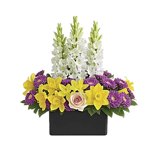 Modern White Orchids