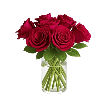Radiant Rose Symphony