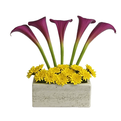 Elegant Calla Lilies