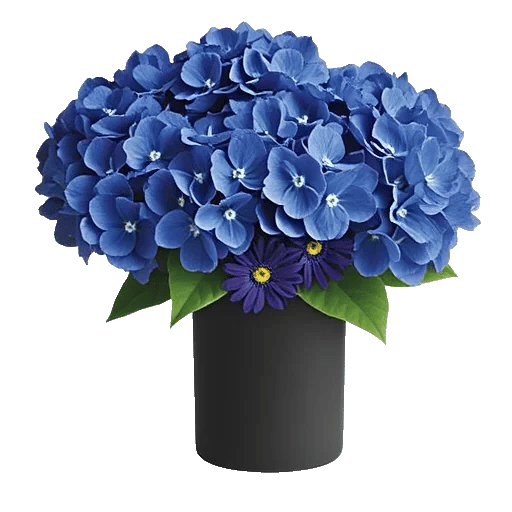 Sapphire Bloom Whisper