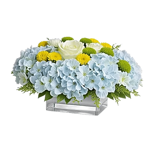 Sapphire Bloom Whisper
