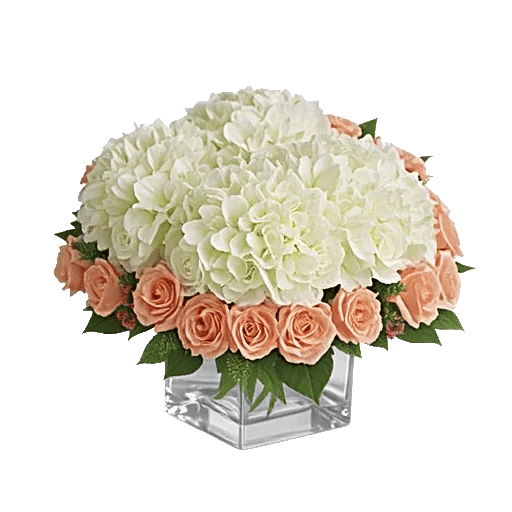 Ivory Blossom Radiance