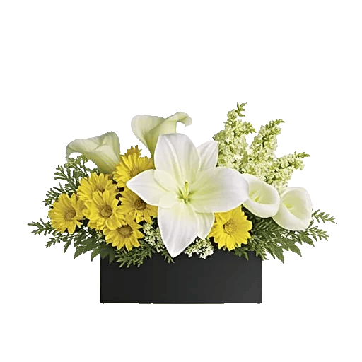 Modern White Orchids