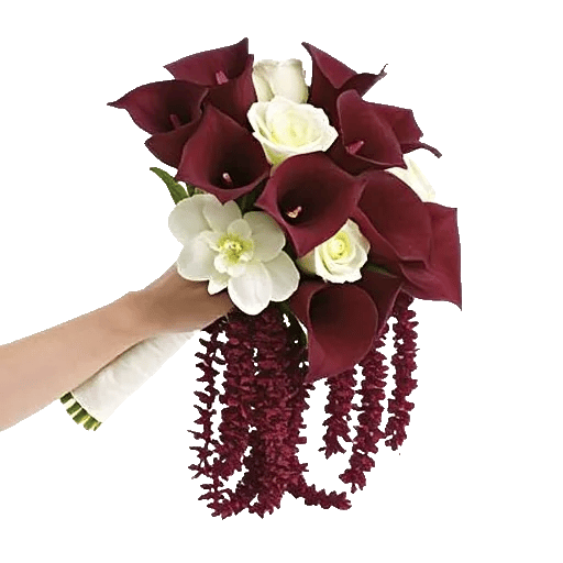 Elegant Calla Lilies