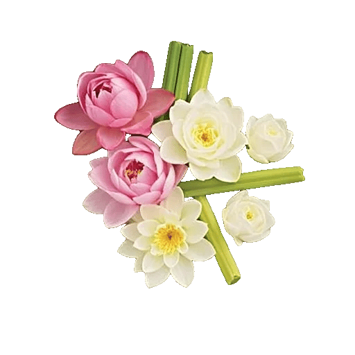 Ivory Blossom Radiance