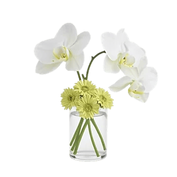 Minimalist White Orchids