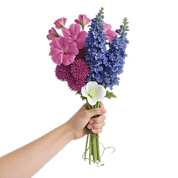 Blossom Harmony Display