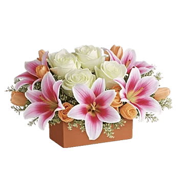 Blossom Harmony Display