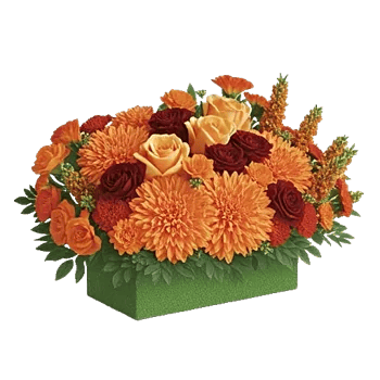 Petal Radiance Bliss
