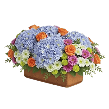 Azure Sky Blooms