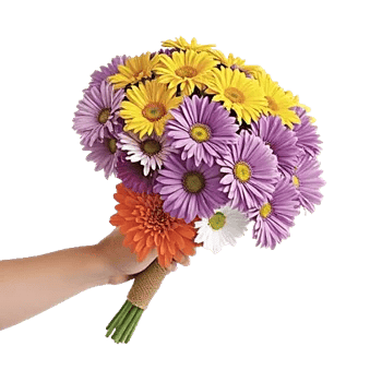 Blushing Rose Symphony