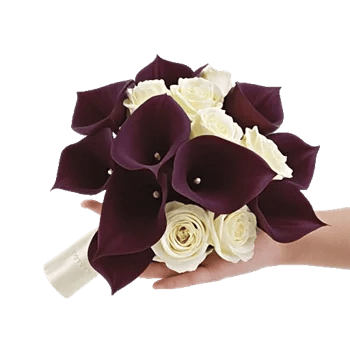 Elegant Calla Lilies