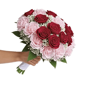 Pastel Pink Roses