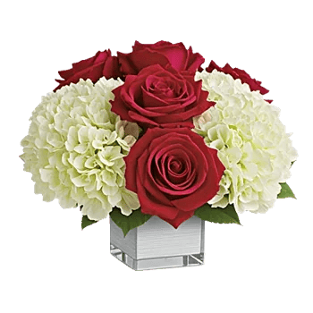 Radiant Rose Symphony