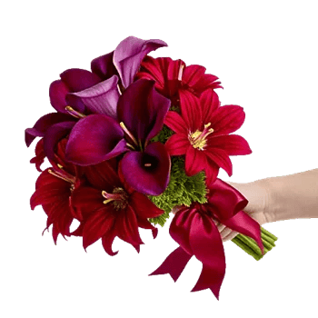 Elegant Calla Lilies