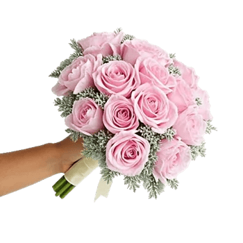 Pastel Pink Roses