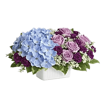 Serene Petal Harmony