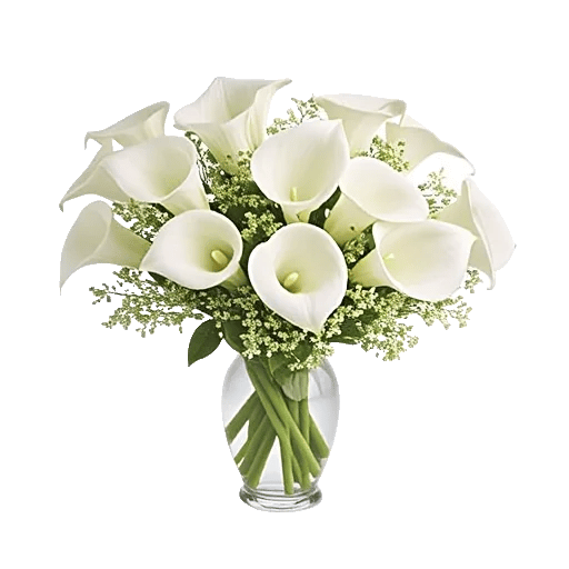 Elegant Calla Lilies
