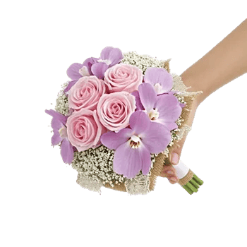 Pastel Pink Roses
