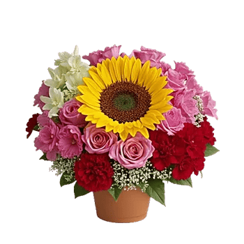 Bright Sunflower Mix