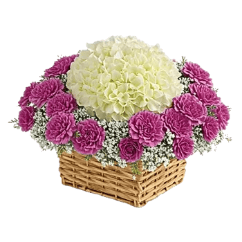 Serene Petal Harmony