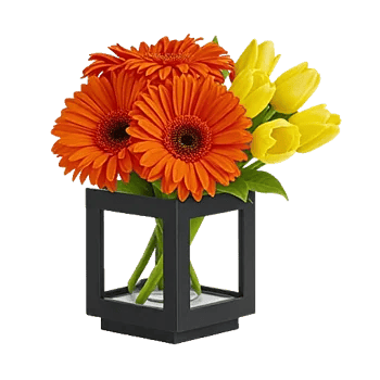 Radiant Petal Display