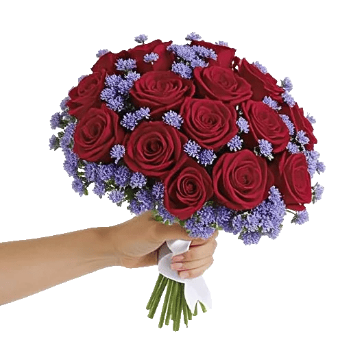 Blushing Rose Symphony