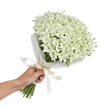 Ivory Blossom Radiance