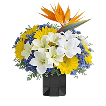 Modern White Orchids