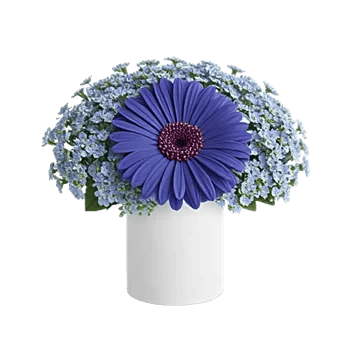 Elegant Blue Roses