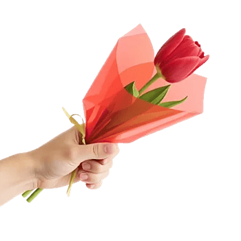 Scarlet Tulip Splendor