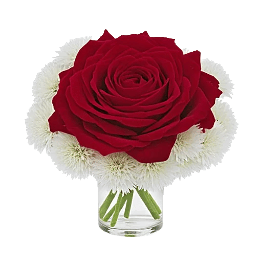 Radiant Rose Symphony