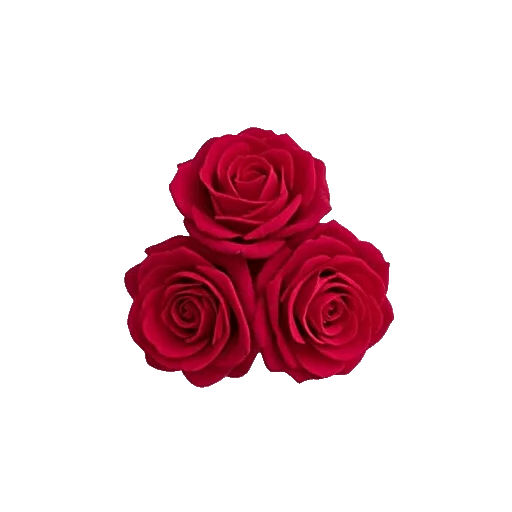 Crimson Rose Elegance