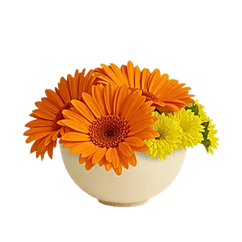 Petal Harmony Bliss