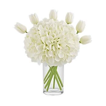 Ivory Blossom Radiance