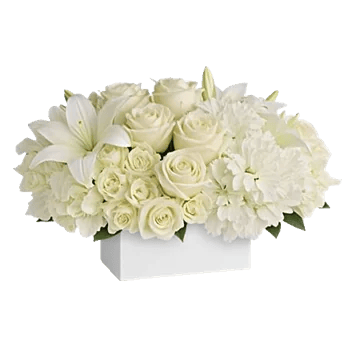 Ivory Blossom Radiance