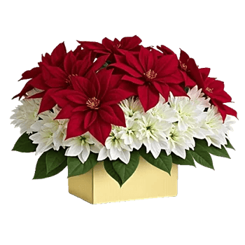 Petal Radiance Bliss