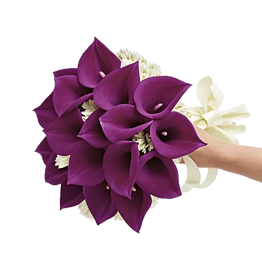 Elegant Calla Lilies