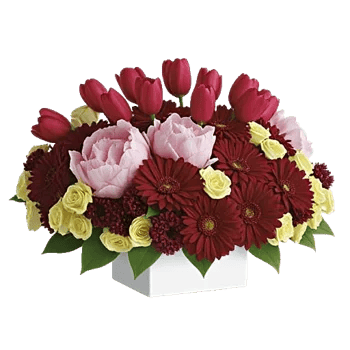 Velvet Tulip Display