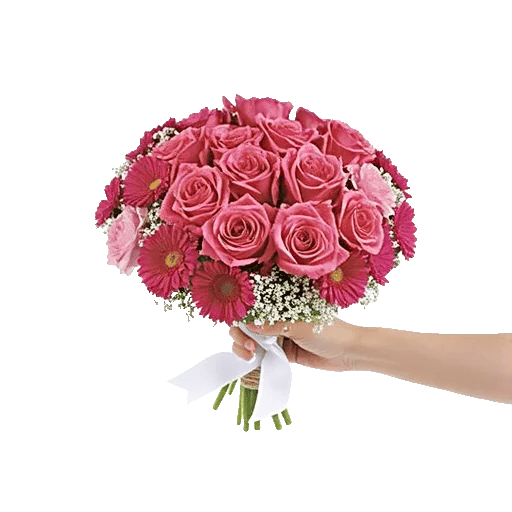 Pastel Pink Roses